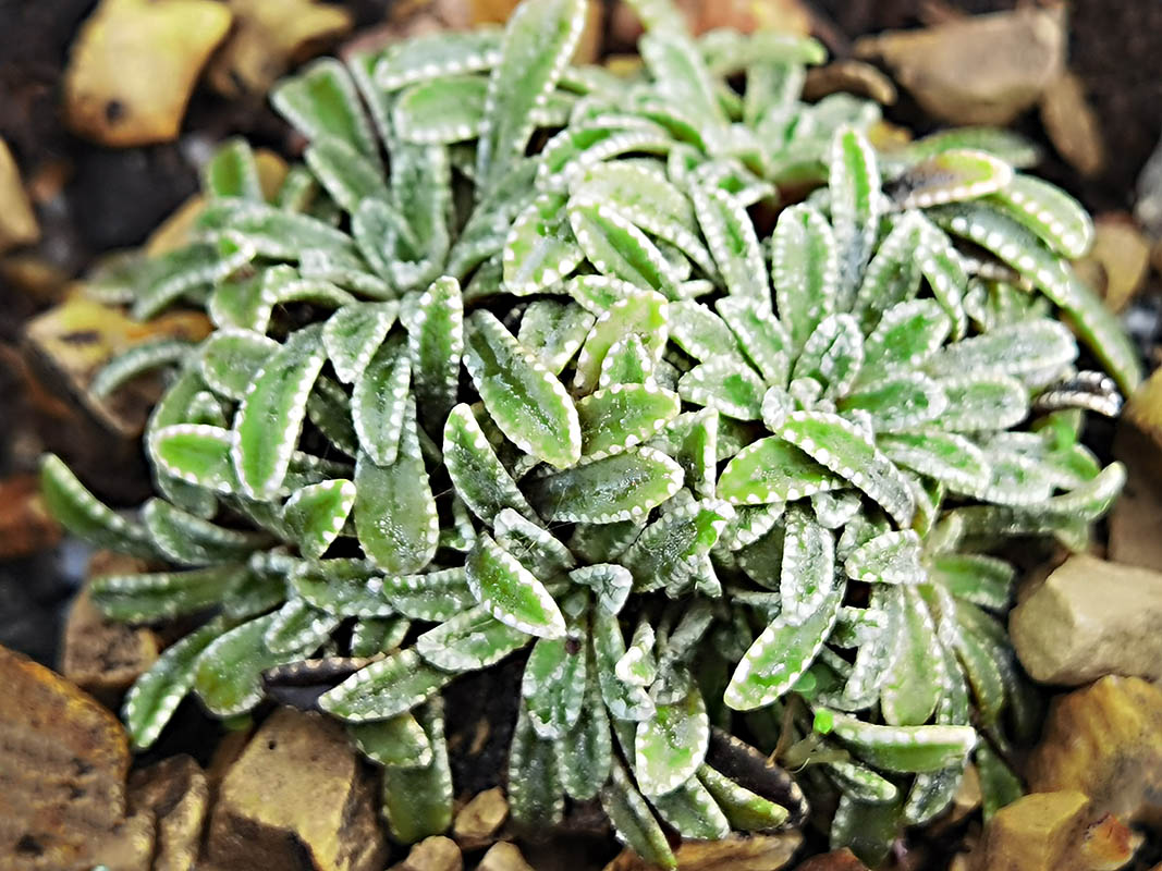 Saxifraga crustata